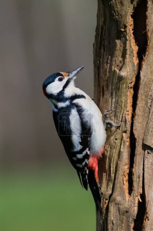 Dendrocopos major aka Great Spotted Woodpecker male in his habitat. Searching for food on old dry tree.