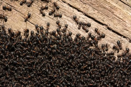 Téléchargez les photos : Grouillant dans le nid de fourmis. Des milliers de fourmis noires. République tchèque nature. Fourmilière dans la forêt. - en image libre de droit