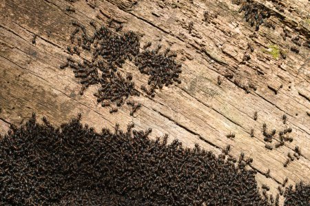 Swarming in ant colony nest. Thousands of black ants. Czech republic nature. Anthill in the forest.