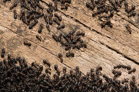 Téléchargez les photos : Grouillant dans le nid de fourmis. Des milliers de fourmis noires. République tchèque nature. Fourmilière dans la forêt. - en image libre de droit