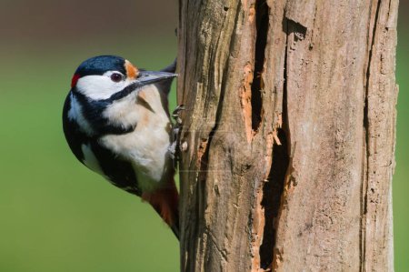 Dendrocopos major alias Great Spotted Woodpecker macho en su hábitat. Buscando comida en un viejo árbol seco.
