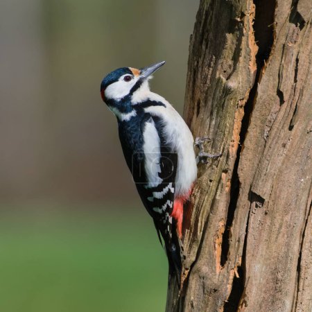 Dendrocopos major aka Great Spotted Woodpecker male in his habitat. Searching for food on old dry tree.