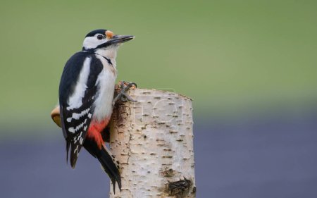 Dendrocopos major alias Great Spotted Woodpecker male. Precioso pájaro colorido y muy común en la República Checa. Búsqueda de alimentos en troncos secos.
