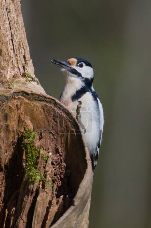 Dendrocopos major aka Great Spotted Woodpecker male in his habitat.