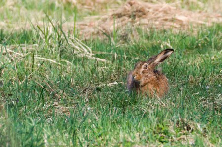Wild hare Lepus europaeus is resting on the sunny spot on the field.