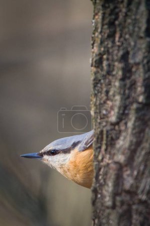 Sitta europaea aka Eurasian nuthatch in his typical position. Hidden behind the tree. Funny animal photo. 