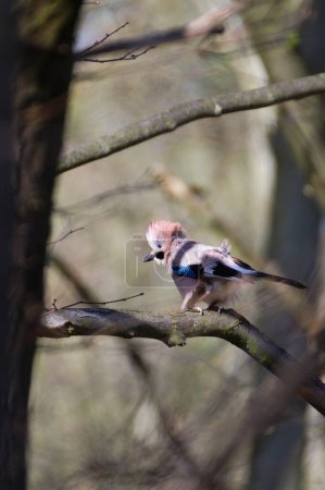 Garrulus glandarius aka eurasian jay with crest is perched on the tree branch in very windy weather. Funny animal photo.