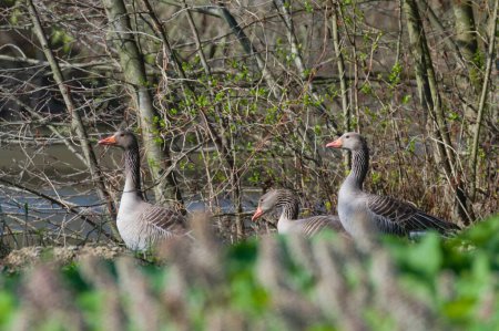 Grupo de Greylag Goose aka Anser Anser cerca de estanque en la República Checa. Primavera.