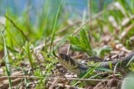 Natrix natrix aka Grasnarbe im Gras. Sichtlich gespaltene Zunge. Häufigste Schlange in der Tschechischen Republik.