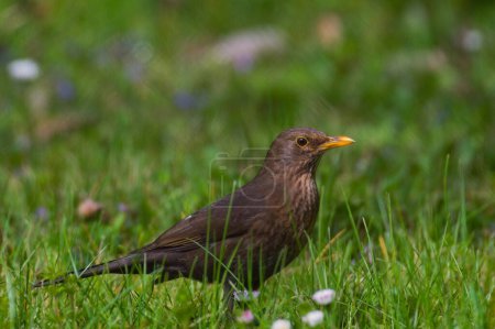 Foto de Pájaro cantor Turdus merula alias Eurasiático o Pájaro negro común hembra en la hierba. - Imagen libre de derechos