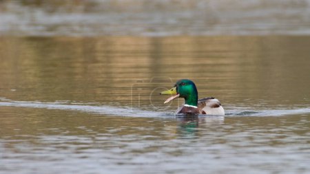 Photo for Anas Platyrhynchos mallard, wild duck male with open beak on the water surface. - Royalty Free Image