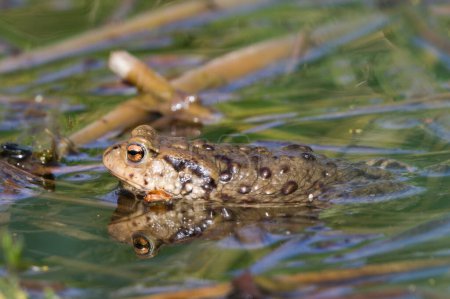 Common toad Bufo bufo on the surface of the pond.
