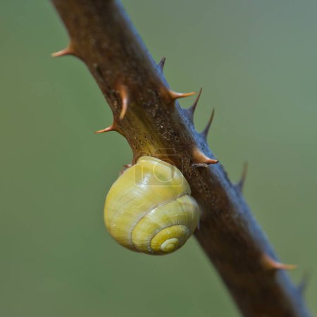 Land snail Cepaea hortensis shell on twig isolated on blurred background. Minimalistic photo.