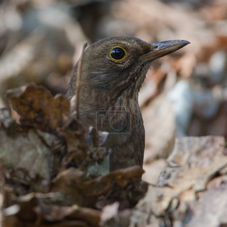 Foto de Songbird Turdus merula aka Eurasian or Common blackbird female is hidden behind dry leaves. Búsqueda de alimentos. - Imagen libre de derechos