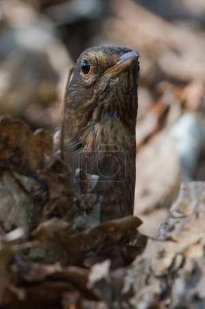 Songbird Turdus merula aka Eurasian or Common blackbird female is hidden behind dry leaves. Searching for food.