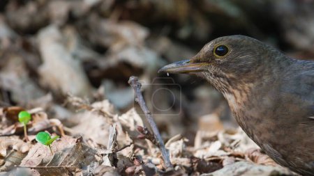Foto de Pájaro cantor Turdus merula alias hembra Eurasiática o Pájaro Negro Común está buscando comida en hojas secas en el bosque. - Imagen libre de derechos