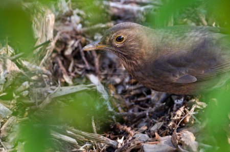 Foto de Pájaro cantor Turdus merula alias hembra Eurasiática o Pájaro Negro Común está buscando comida en hojas secas en el bosque. - Imagen libre de derechos