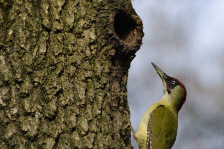 Bird Picus viridis aka European green woodpecker is climbing on the tree.