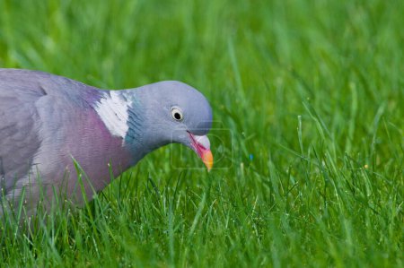 Téléchargez les photos : Columba palumbus alias Pigeon des bois commun chasse les vers dans l'herbe. Oiseau commun de la nature tchèque. - en image libre de droit