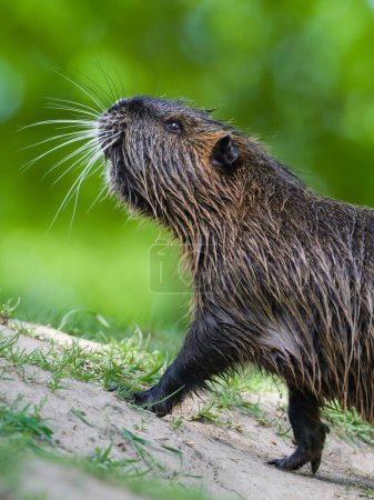 Téléchargez les photos : Myocastor coypus aka nutria ou rat des marais marche sur la rive de la rivière Vltava. Rongeur envahissant à Prague. République tchèque. - en image libre de droit