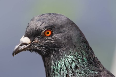 Téléchargez les photos : Columba livia aka pigeon (rock ou domestique) portrait en gros plan de la tête. Oiseau le plus commun dans les zones résidentielles en République tchèque. - en image libre de droit