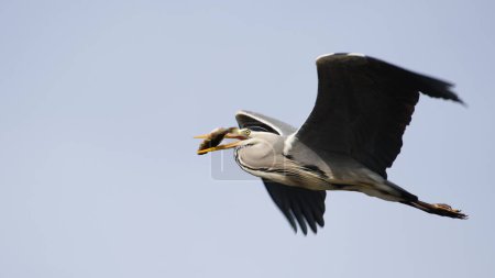 Foto de Ardea cinerea también conocida como garza gris. Un enorme pájaro vuela sobre el río Moldava con peces cazados en el pico. - Imagen libre de derechos