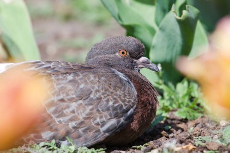 Téléchargez les photos : Jolie Columba livia colorée aka pigeon (rock ou domestique). Oiseau le plus commun dans les zones résidentielles. - en image libre de droit