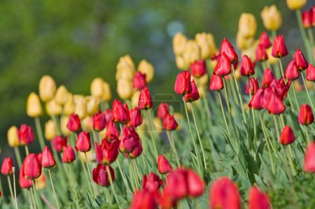Yellow and red tulips in park in Prague. Spring-blooming popular flower in gardens and parks.