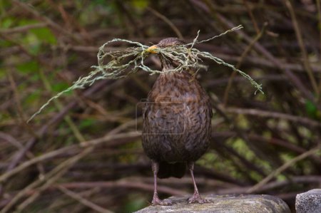 Foto de Pájaro cantor Turdus merula alias hembra Eurasiática o Pájaro Negro Común está construyendo su nido en primavera. - Imagen libre de derechos