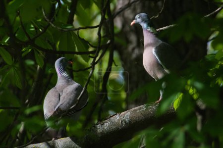 Ein Paar von Columba palumbus alias Gemeine Waldtaube hockt auf einem Ast. Gemeiner Vogel der tschechischen Natur.