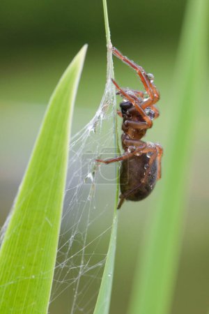 Téléchargez les photos : Araignée couverte de gouttes d'eau dans l'herbe. - en image libre de droit