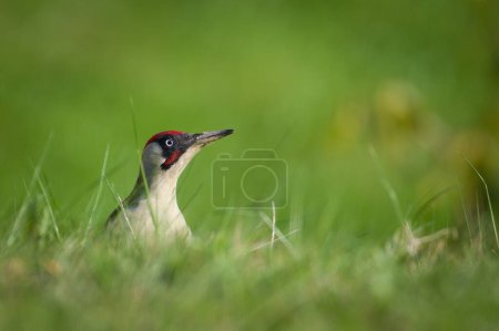Der tschechische Vogel Picus viridis alias Europäischer Grünspecht sucht im Gras nach Nahrung. Schmutziger Schnabel. Vereinzelt auf verschwommenem Hintergrund.
