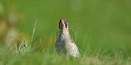 Czech bird Picus viridis aka European green woodpecker is searching for food in the grass. Dirty beak. Isolated on blurred background.