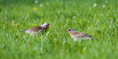 Un par de aves Turdus pilaris aka fieldfare está buscando comida en la hierba. 