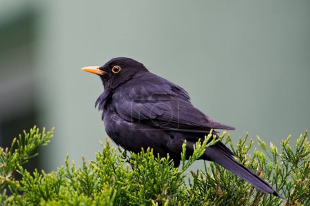 Eurasian blackbird aka The common blackbird or Turdus merula perched in residential area.