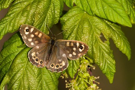 Pararge aegeria alias papillon en bois moucheté est assis sur la feuille d'érable dans la soirée ensoleillée de printemps.