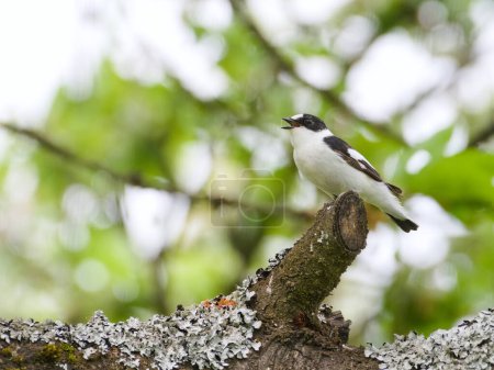 Ficedula albicollis macho aka Collared Flycatcher encaramado en la rama del cerezo en su hábitat. 
