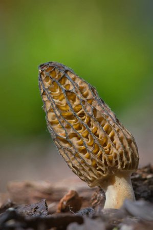 Champignon morille comestible isolé sur fond flou. Probablement Morchella elata. Printemps en République tchèque nature.