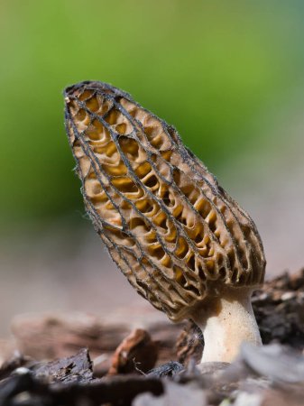 Edible morel mushroom isolated on blurred background. Probably Morchella elata. Springtime in Czech republic nature.
