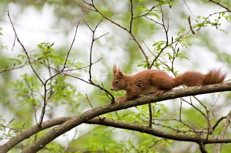Red fur form of Sciurus vulgaris, cute european squirrel. Climbing on the tree in the forrest in Czech republic.