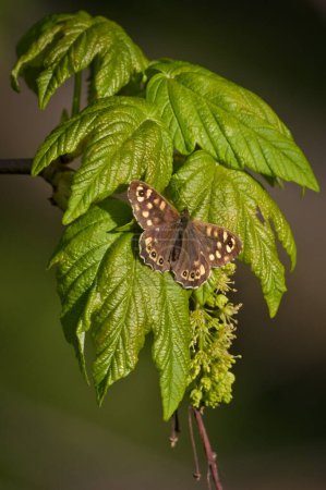 Pararge aegeria aka Speckled Wood butterfly is sitting on the maple tree leaf in sunny spring evening.