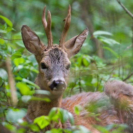 Adult male Capreolus capreolus european roe deer is resting in the forest.