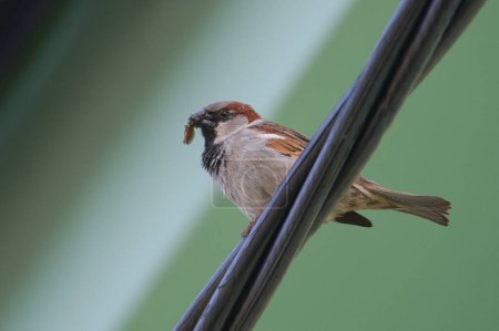 Passer domesticus aka house sparrow in his habitat in residential area. Nesting near to people. Feeding newborns. Common bird in Czech republic.