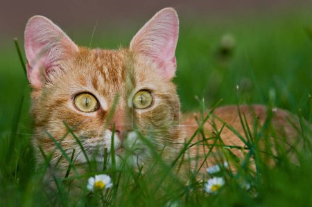 Close-up portrait of domestic red-haired cat with big yellow eyes. Hidden in the grass. 