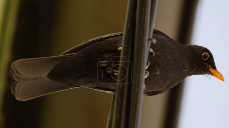 Song bird turdus merula aka eurasian blackbird, the most common bird in czech republic is sitting on the electric wire. Bottom view.