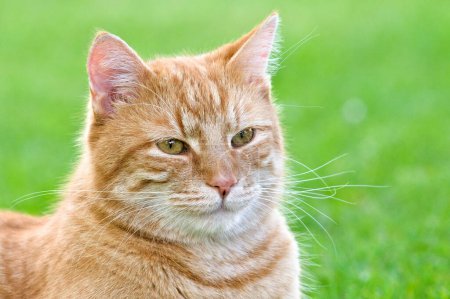 Nahaufnahme Porträt der rothaarigen Hauskatze mit großen gelben Augen.