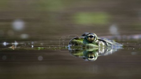 Pelophylax ridibundus aka European marsh frog on the surface of the lake. 