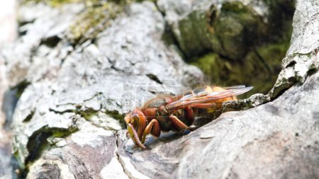 Téléchargez les photos : Vespa crabro alias frelon européen garde l'entrée du nid dans un vieil arbre sec. - en image libre de droit