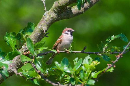 Passer montanus aka Eurasian tree sparrow perched on the tree. 
