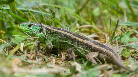 Lacerta agilis alias lagarto de arena macho está descansando en un lugar soleado. Arrojar la piel vieja. Reptil más común en la República Checa.